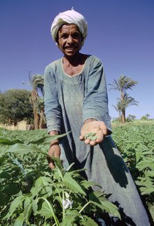Farmer harvesting sesame, Egypt.  Artist: Tony Evans