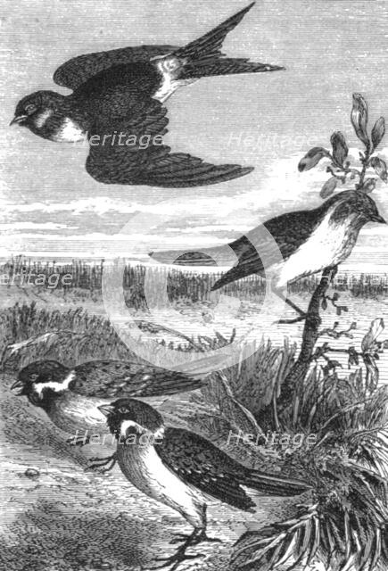 'Birds of Japan; A European Sojourn in Japan', 1875. Creator: Unknown.