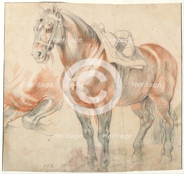 Saddled Horse, c. 1616-1618. Artist: Rubens, Pieter Paul (1577-1640)