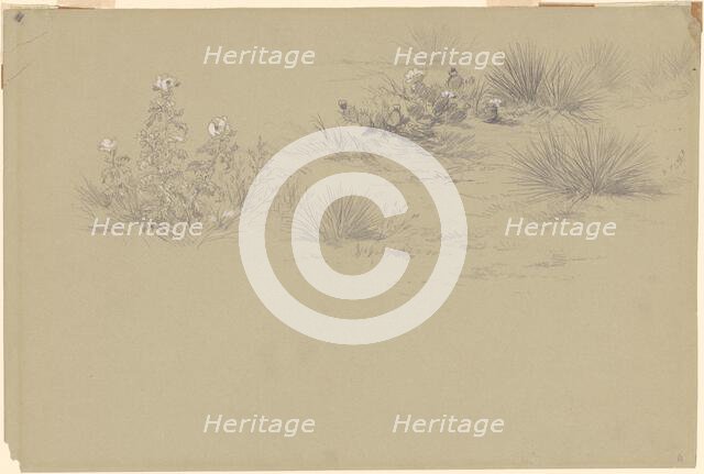 Flowering Bush and Desert Plants, 19th century. Creator: Unknown.
