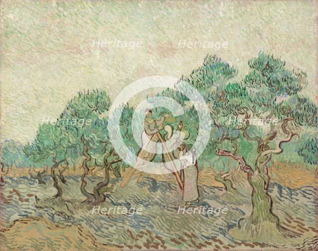 The Olive Orchard, 1889. Creator: Vincent van Gogh.