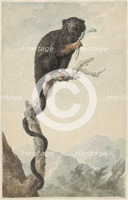 A Red-handed Tamarin, 1776. Creator: Jacobus Perkois.