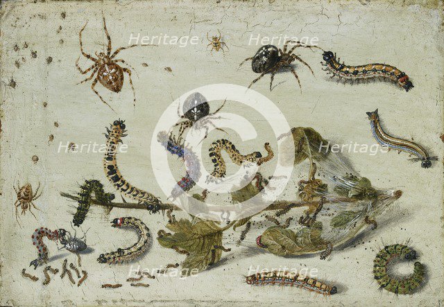 Various Spiders and Caterpillars, with a Sprig of Gooseberry, early 1650s. Artist: Jan van Kessel.