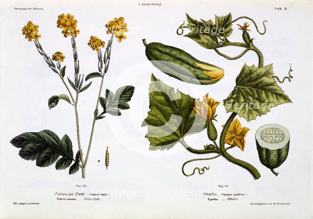 Sinapis nigra (fig 13), Cucumis Sativus (fig 14), 1845.