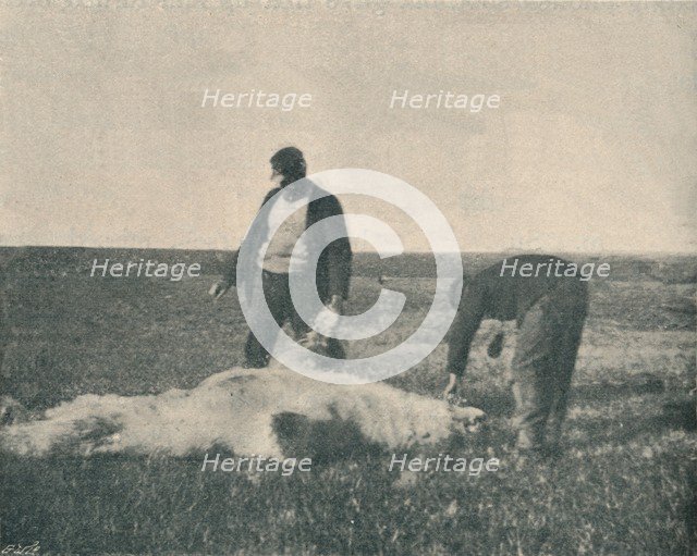 'A Dead Bear on Reindeer Island (August 21st, 1893) ', 1893 (1897). Artist: Unknown.