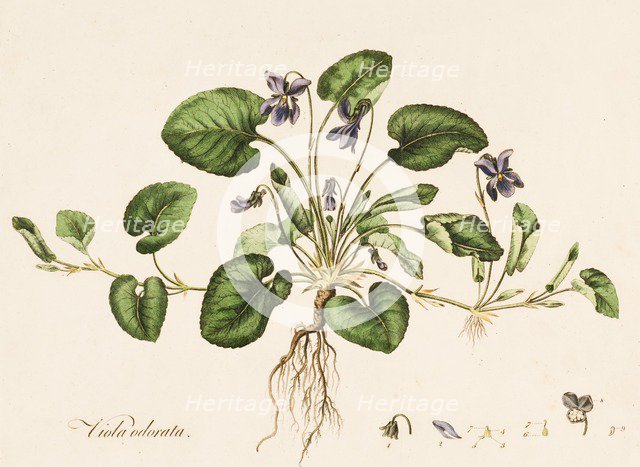 Viola odorata, (Sweet Violet), c1770-1790. Creator: William Kilburn.