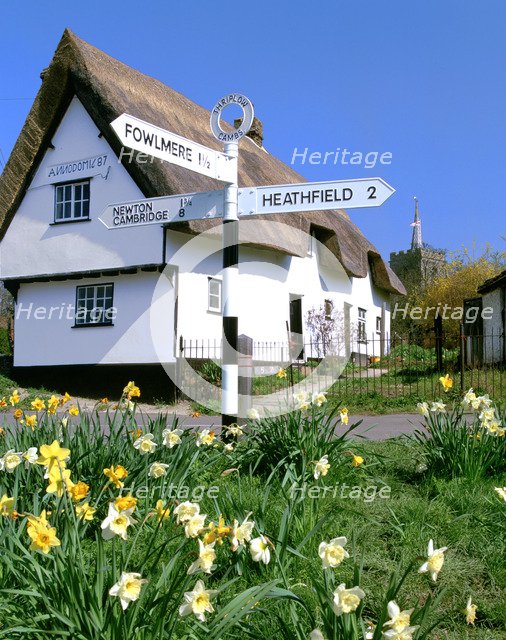 Daffodils, road sign and cottage, Thriplow, Cambridgeshire.
