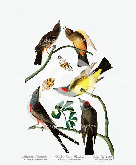 Three Varieties of Flycatcher, 1845.