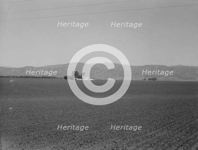 Large-scale agriculture (peas) and old style California ranch house, near King City, CA , 1939. Creator: Dorothea Lange.