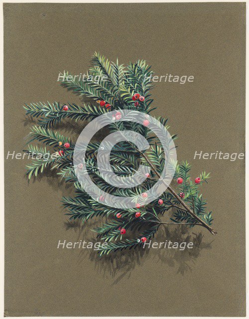 Taxus baccata L. (Yew), c1903 -1915. Creator: Harold Drinkwater.