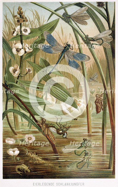 Stages of Development of a Damselfly, from Brehms Tierleben, pub. 1860's (colour lithograph) , 1860. Creator: German School (19th Century).