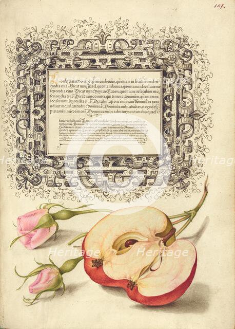 French Rose and Apple, 1561-1562; illumination added 1591-1596. Creator: Joris Hoefnagel.