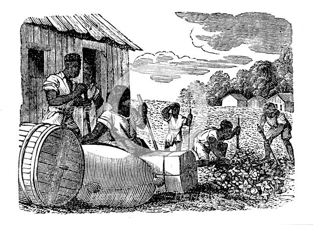 Slaves working on a tobacco plantation, 1833. Artist: Anon