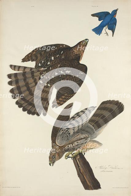 Stanley Hawk, 1828. Creator: Robert Havell.