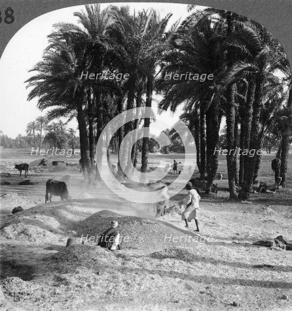 'The winnowing of the grain after threshing, Egypt', 1905.Artist: Underwood & Underwood