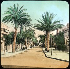 Avenue of Palms, Hyeres, France, late 19th or early 20th century. Artist: Unknown