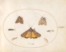 Plate 28: Eight Moths, c. 1575/1580. Creator: Joris Hoefnagel.