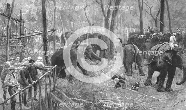 ''Prince Albert Victor in India--Elephant catching in Mysore ', 1890. Creator: Unknown.