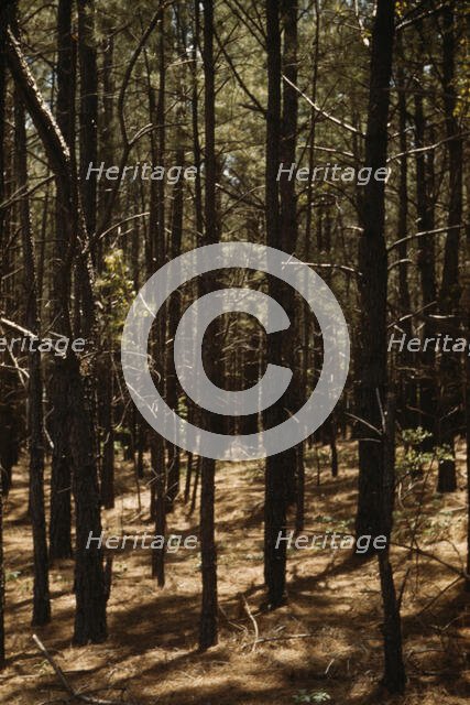 Timber, reforestation project, Md. (?), between 1941 and 1942. Creator: Unknown.