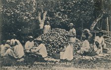 'Gathering Cocoa, Trinidad, B.W.I.', early 20th century. Creator: Unknown.