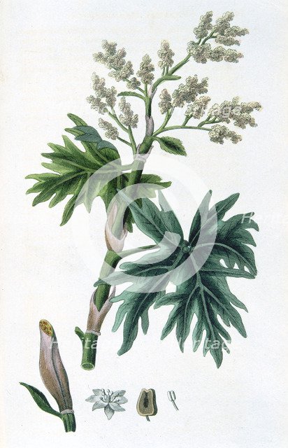 Rhubarb, 1823 Artist: Unknown