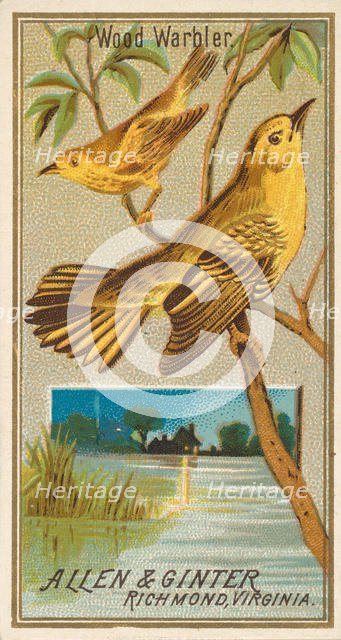 Wood Warbler, from the Birds of America series (N4) for Allen & Ginter Cigarettes Brands, 1888. Creator: Allen & Ginter.