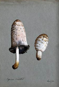 Shaggy ink cap or lawyer's wig fungus (Coprinus comatus): two fruiting bodies, 1894. Creator: Unknown.