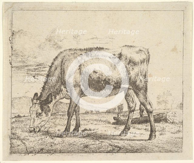 Grazing Calf, from Different Animals, 1658. Creator: Adriaen van de Velde.