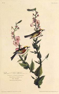 The chestnut-sided warbler. From "The Birds of America", 1827-1838. Creator: Audubon, John James (1785-1851).