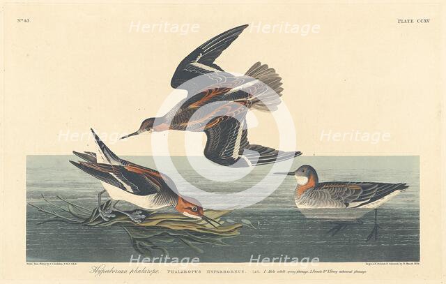 Hyperborean Phalarope, 1834. Creator: Robert Havell.