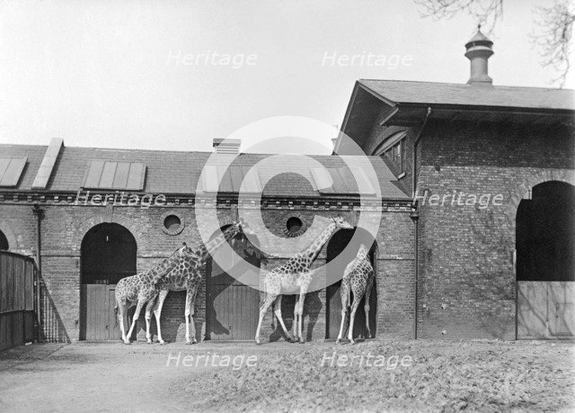 Giraffe House, Zoological Gardens, Regent's Park, London, 1912. Artist: Rupert Potter.