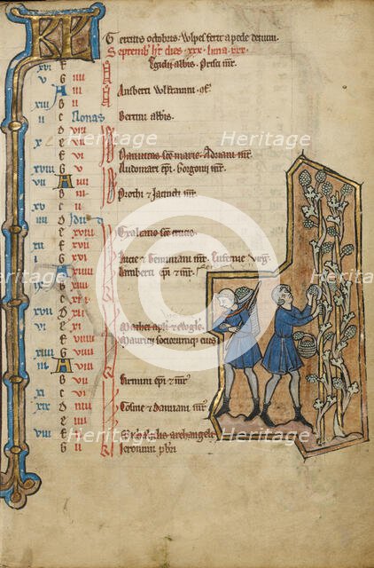 September Calendar Page; Harvesting Grapes; Psalter, mid-1200s. Creator: Unknown.