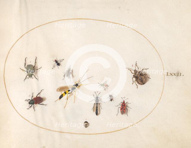 Plate 72: Shield Bug, Wasp, and Other Insects, c. 1575/1580. Creator: Joris Hoefnagel.