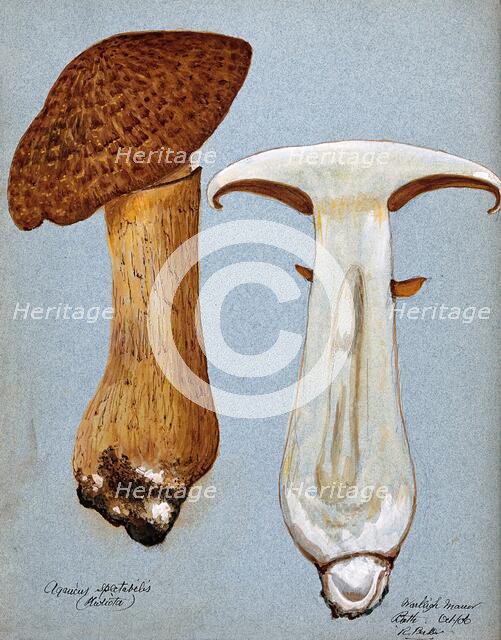 A fungus (Gymnopilus junonius): two fruiting bodies, one sectioned, 1906. Creator: R Baker.