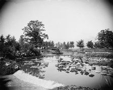 Lily Pond, Belle Isle Park, Detroit, between 1900 and 1906. Creator: Unknown.