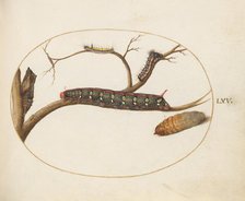 Animalia Qvadrvpedia et Reptilia (Terra): Plate LXV, c. 1575/1580. Creator: Joris Hoefnagel.