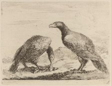 Two Eagles, One Eating a Small Lamb. Creator: Stefano della Bella.