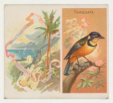 Torquata, from Birds of the Tropics series (N38) for Allen & Ginter Cigarettes, 1889. Creator: Allen & Ginter.