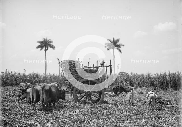 Gathering cane on a Cuban sugar plantation, between 1900 and 1906. Creator: Unknown.