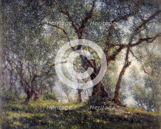 Olive trees in Menton, 18–07–1918. Creator: Henry Brokman.