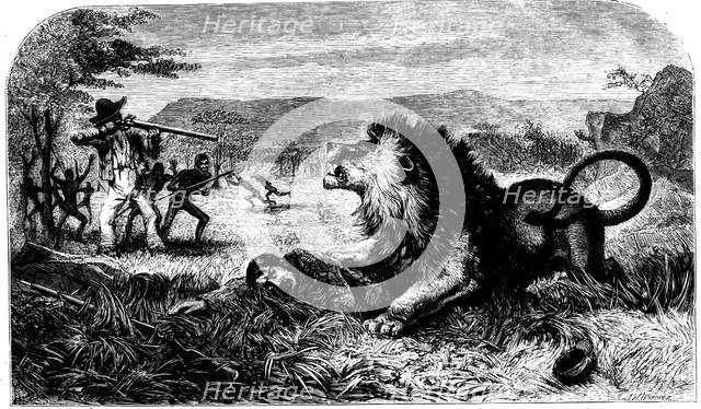 David Livingstone, saved from a lion by Mebalwe, a native schoolmaster, 1857. Artist: Unknown