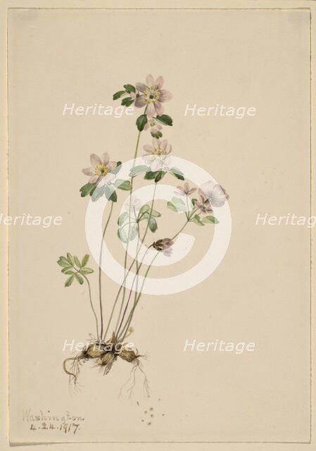 Anemonella (Syndesmon thalictroides), 1917. Creator: Mary Vaux Walcott.