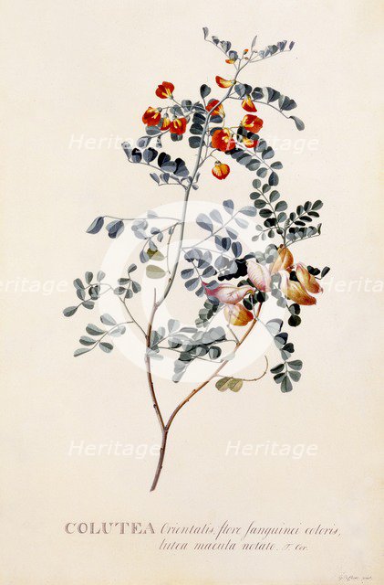 Colutea, c. 1745 (hand coloured engraving).. Creator: "Georg Dionysius Ehret (1710 - 70); Ehret, Georg Dionysius (1710-1770)".