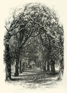 'The Lime Walk, Trinity', c1870.