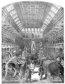 The Hunterian Museum, at the Royal College of Surgeons, 1845. Creator: Unknown.