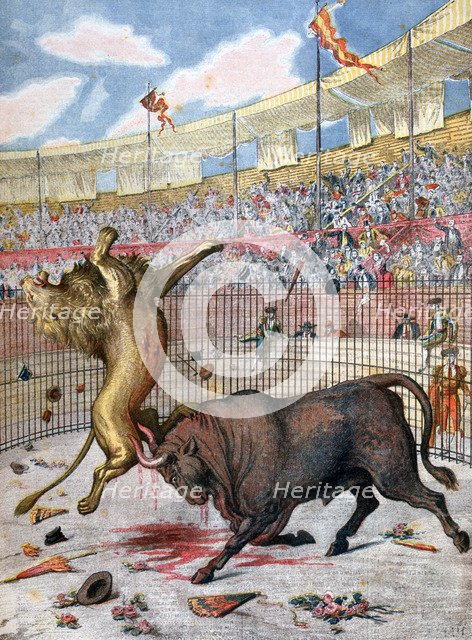 Combat between a lion and a bull, Spain, 1894. Artist: Unknown