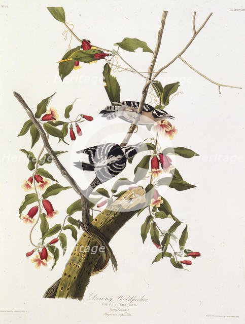 The downy woodpecker. From "The Birds of America", 1827-1838. Creator: Audubon, John James (1785-1851).
