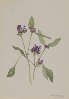 Self-Heal (Prunella vulgaris), 1918. Creator: Mary Vaux Walcott.