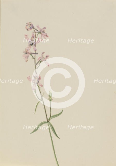 Untitled--Flower Study, ca. 1900-1930. Creator: Mary Vaux Walcott.