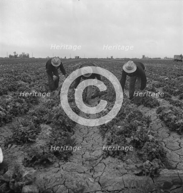 Filipinos cutting lettuce, near Westmorland, Imperial Valley, 1939. Creator: Dorothea Lange.